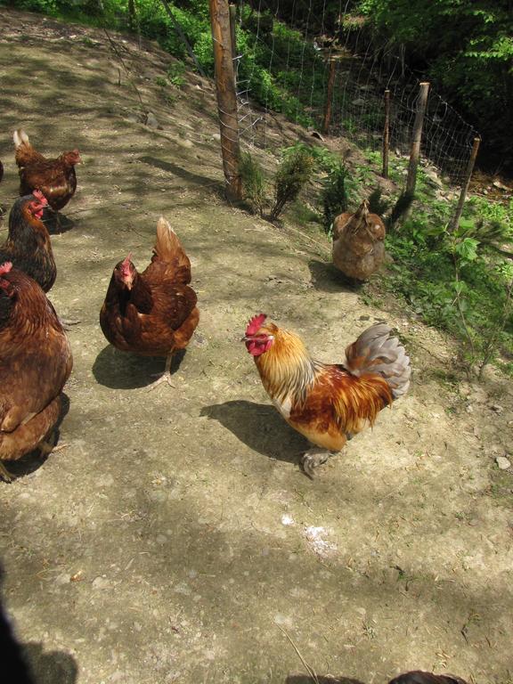 Gospodarstwo Agroturystyczne U Ani Krosnica  Exteriér fotografie